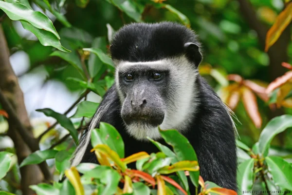 Uganda Meander